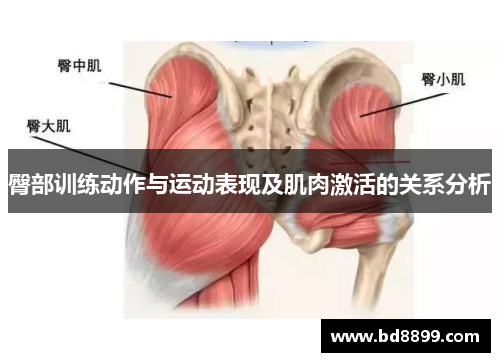 臀部训练动作与运动表现及肌肉激活的关系分析